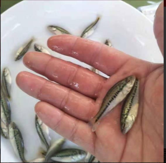 鲈鱼苗种培育 新鱼苗一代品种鲈鱼苗什么时候出来