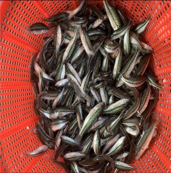 淡水鲈鱼苗 新鱼苗一代品种加州鲈鱼苗喂养