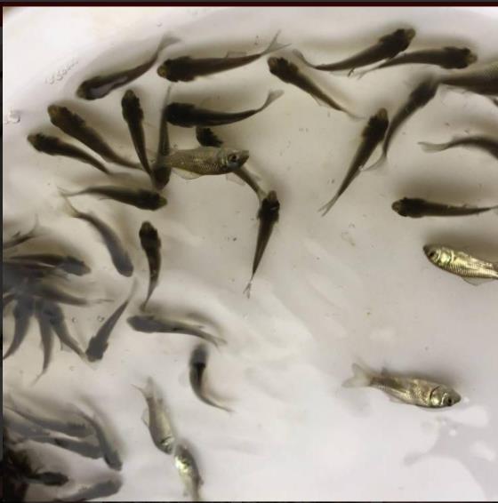 加州鲈鱼苗 新鱼苗一代品种加州鲈鱼苗出售