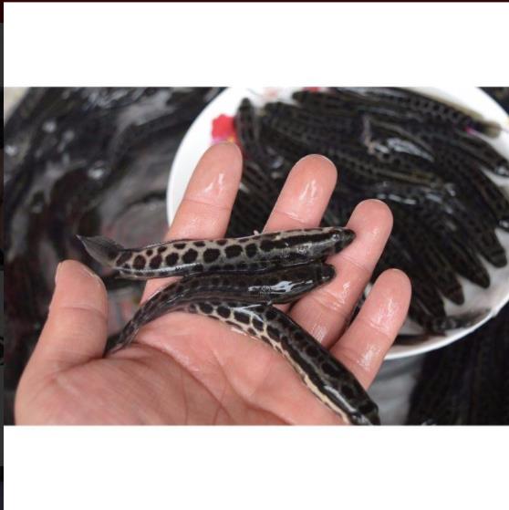 黑鱼苗种 新鱼苗一代品种重庆黑鱼鱼苗在哪里