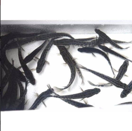 黑鱼苗多少钱 新鱼苗一代品种请问用鸡肉喂小黑鱼苗怎么