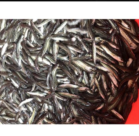 黑鱼鱼苗图片 新鱼苗一代品种南宁市黑鱼苗批发市场