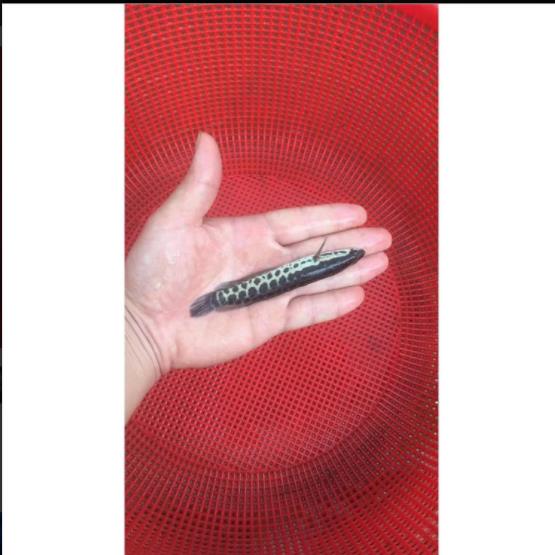 黑鱼小鱼苗 新鱼苗一代品种黑鱼鱼苗几月投放