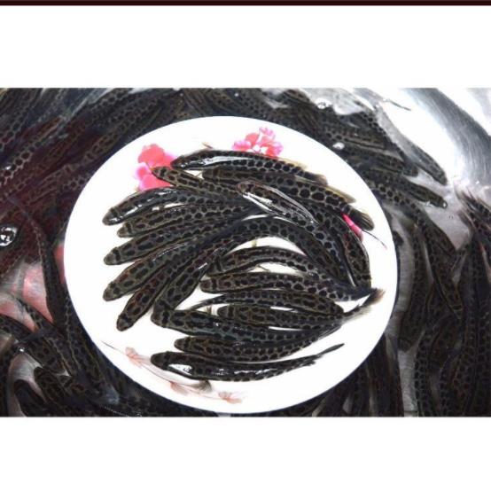 山东黑鱼鱼苗 新鱼苗一代品种哪里有黑鱼的鱼苗卖