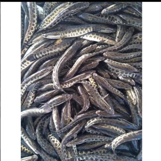 黑鱼苗种 新鱼苗一代品种黑鱼苗哪里有苗卖