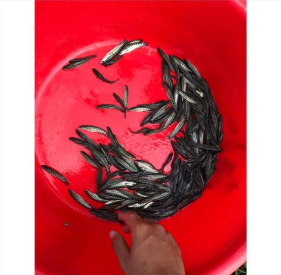 山东黑鱼鱼苗 新鱼苗一代品种黑鱼苗回窝