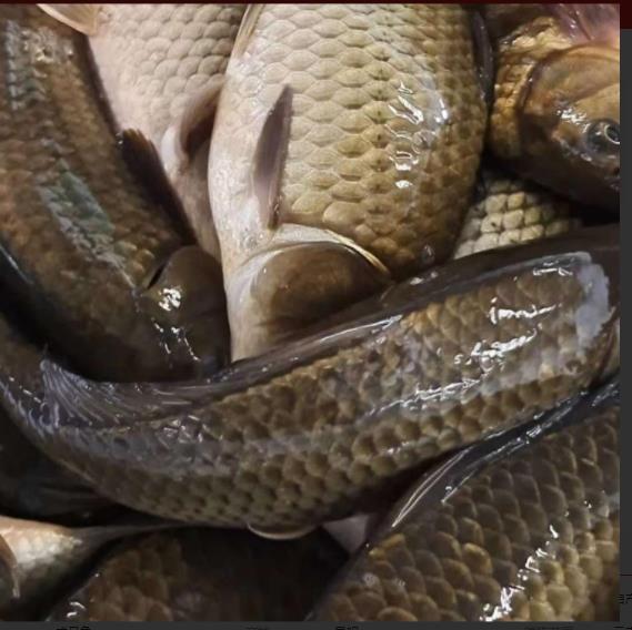 四川草鱼苗 新鱼苗一代品种灵宝草鱼鱼苗