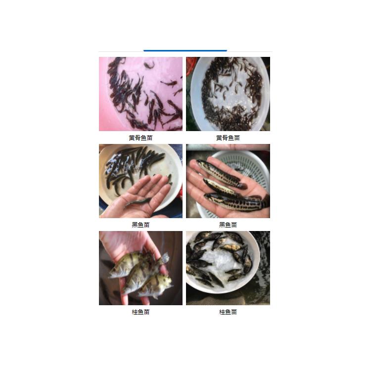 草鱼苗辽宁 新鱼苗一代品种草鱼苗套养鳜鱼