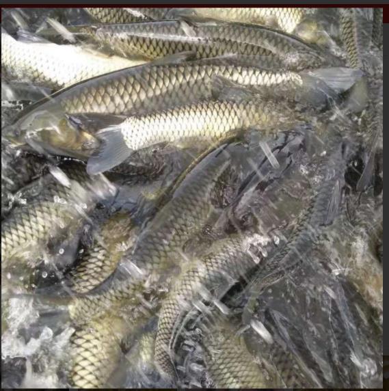 广西草鱼苗 新鱼苗一代品种招财猫草鱼苗吃吗