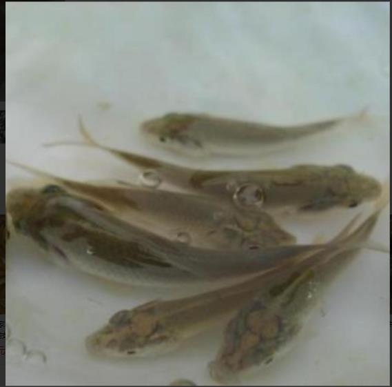 草鱼苗价格 新鱼苗一代品种草鱼苗生长温度