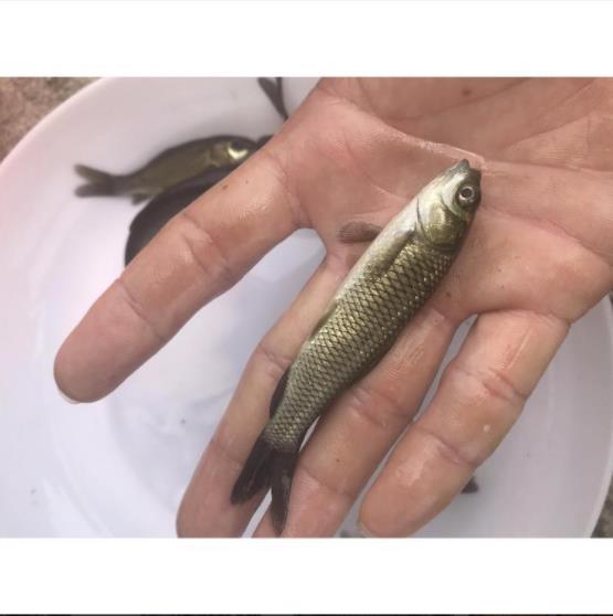 草鱼苗培育 新鱼苗一代品种草鱼苗全身发黑