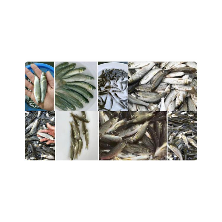 草鱼苗购买 新鱼苗一代品种宜宾草鱼苗