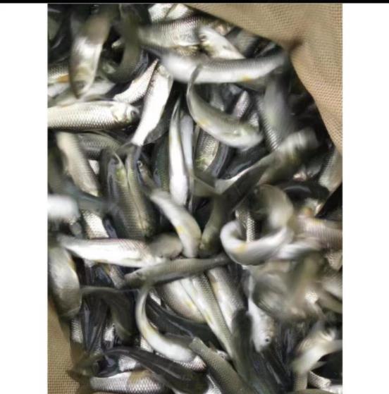 草鱼鱼苗批发 新鱼苗一代品种江西草鱼苗出售