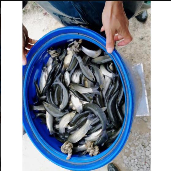 一两草鱼苗 新鱼苗一代品种出售的草鱼苗
