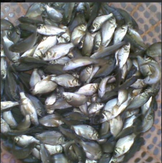 草鱼苗潍坊 新鱼苗一代品种天津草鱼苗销售