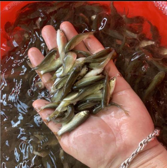 养草鱼苗 新鱼苗一代品种秀山草鱼苗批发价