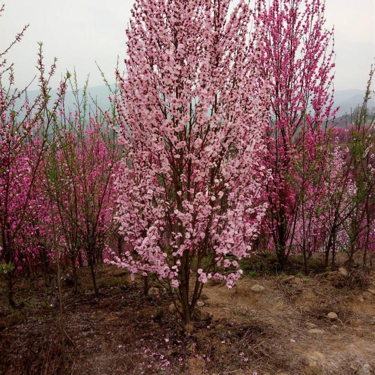 15公分碧桃泰安市东平县碧桃种植基地