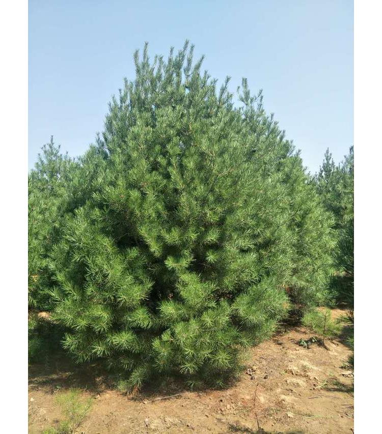 白皮松泰安市宁阳县7米白皮松图片