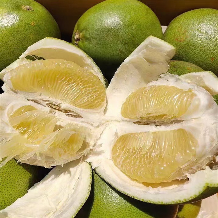 泰国考雅蜂蜜香青柚苗泰国柚苗成活率高