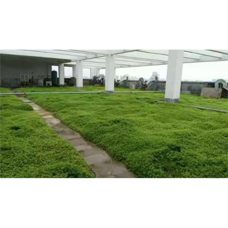 屋顶景观绿化 无锡新房垂直绿化施工