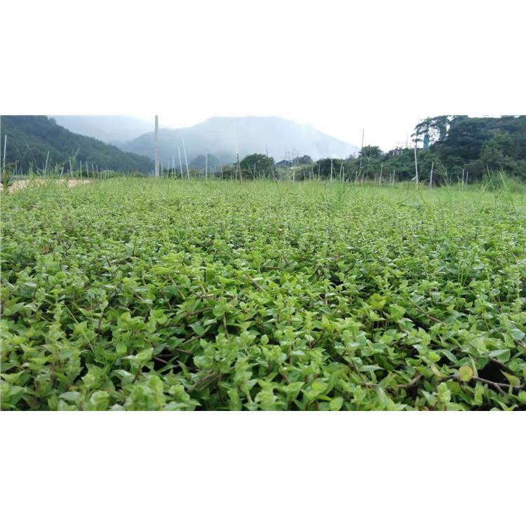 护坡绿化 江苏墙体树围绿化效果