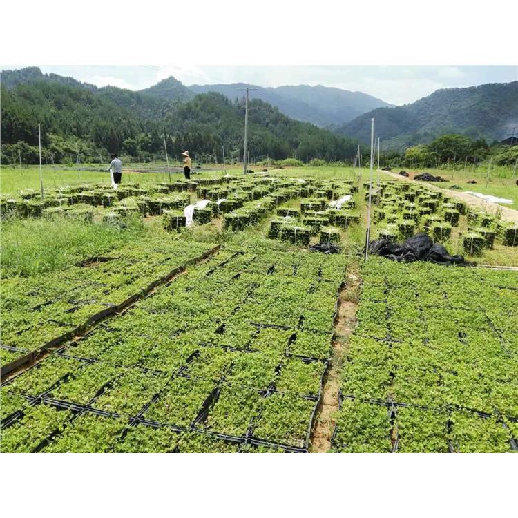 别墅屋顶绿化 北京墙体屋顶绿化施工