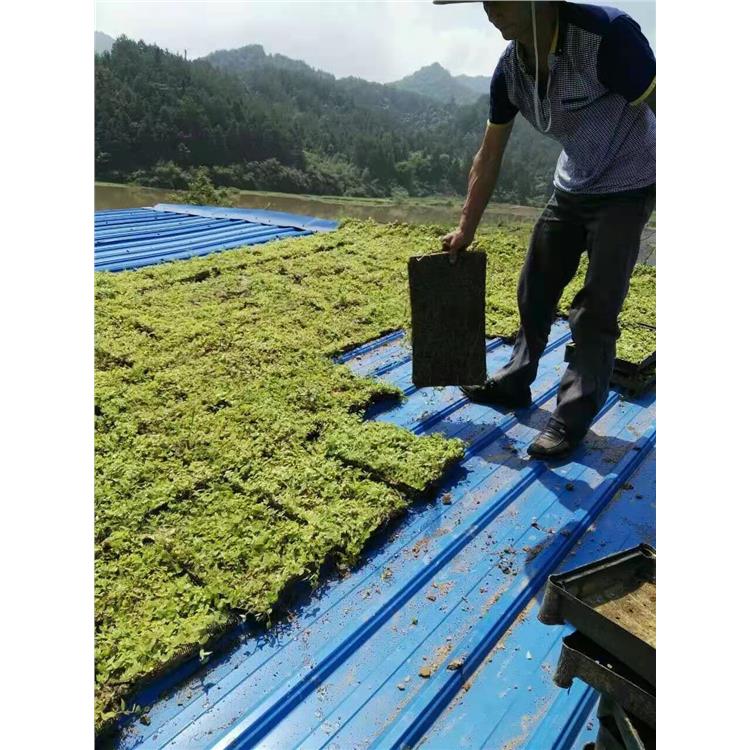 高架绿化 江西新楼垂直绿化制作