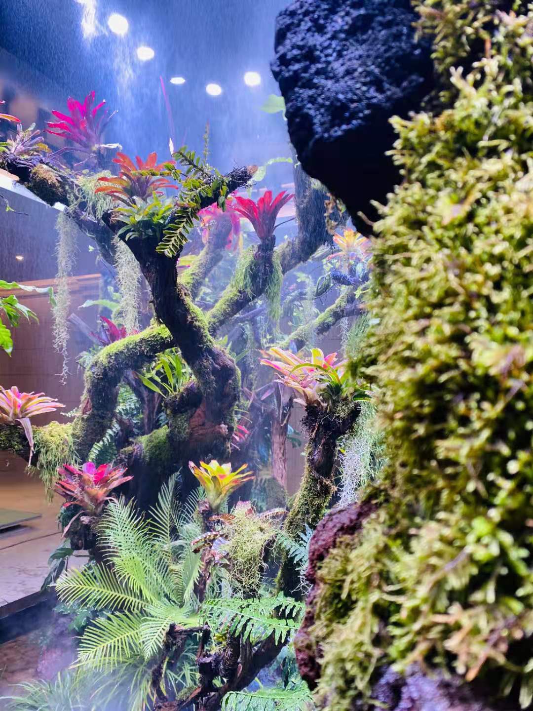 室内热带雨林 上海组合式雨林微景观安装