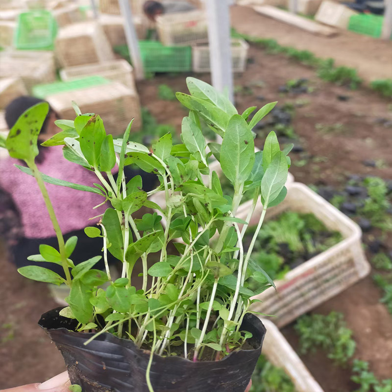 烟台水生千屈菜杯苗耐寒水生花卉电话咨询