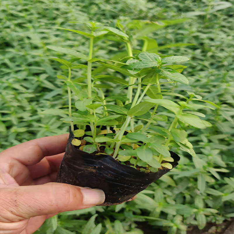 新疆千屈菜杯苗千屈菜供应基地点击查看