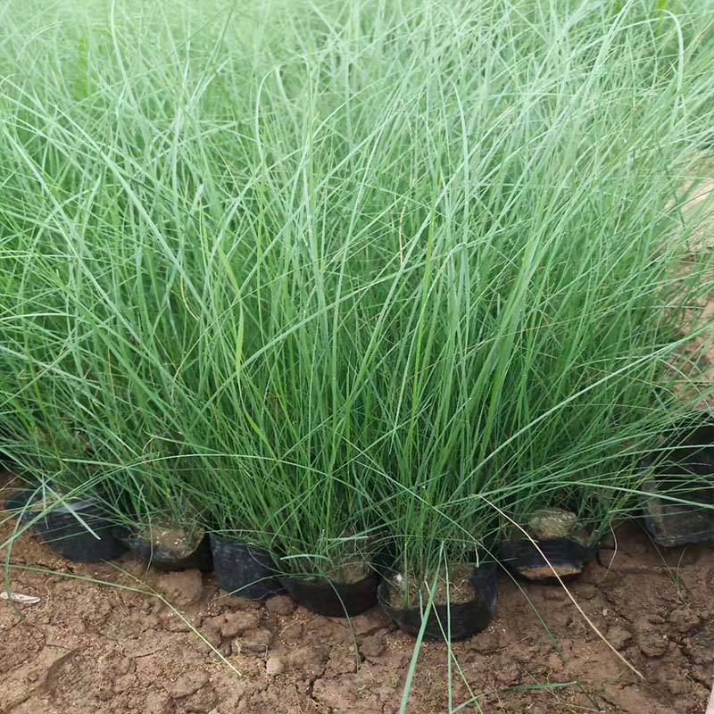 菏泽盆苗乱子草粉黛乱子草供应基地花苗苗圃直供