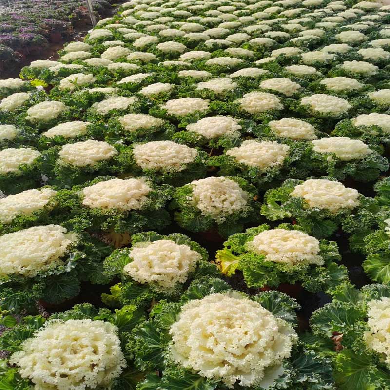 枣庄羽衣甘蓝小苗羽衣甘蓝种植基地电话咨询