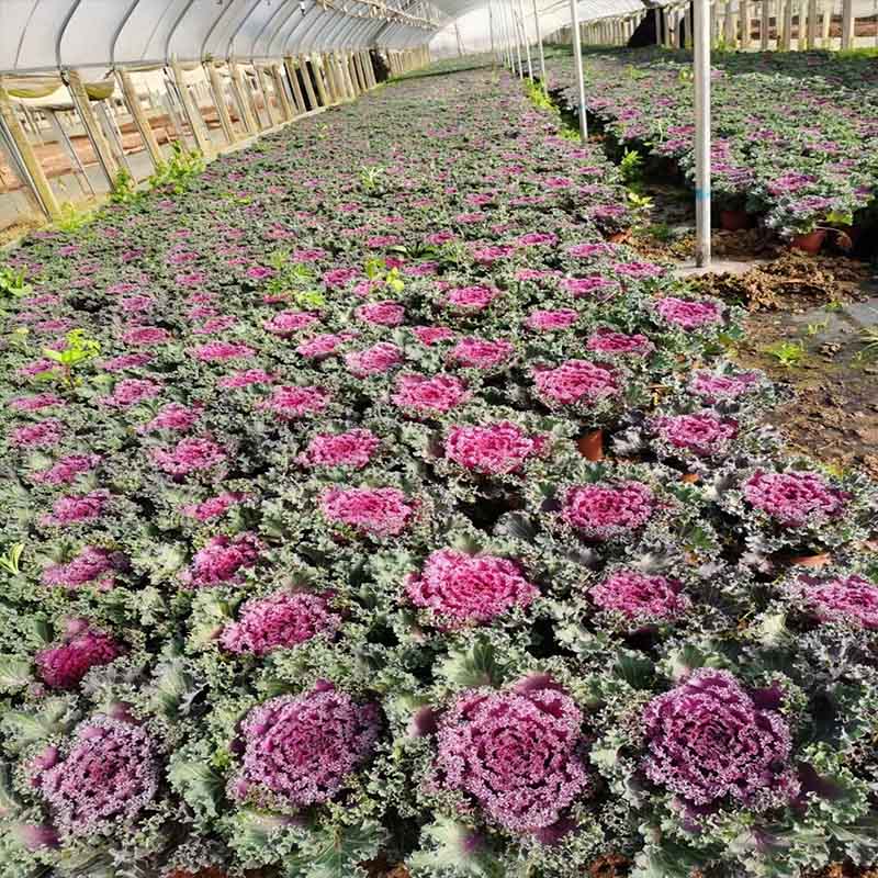 济南羽衣甘蓝杯苗 羽衣甘蓝批发基地竖线条材料花卉