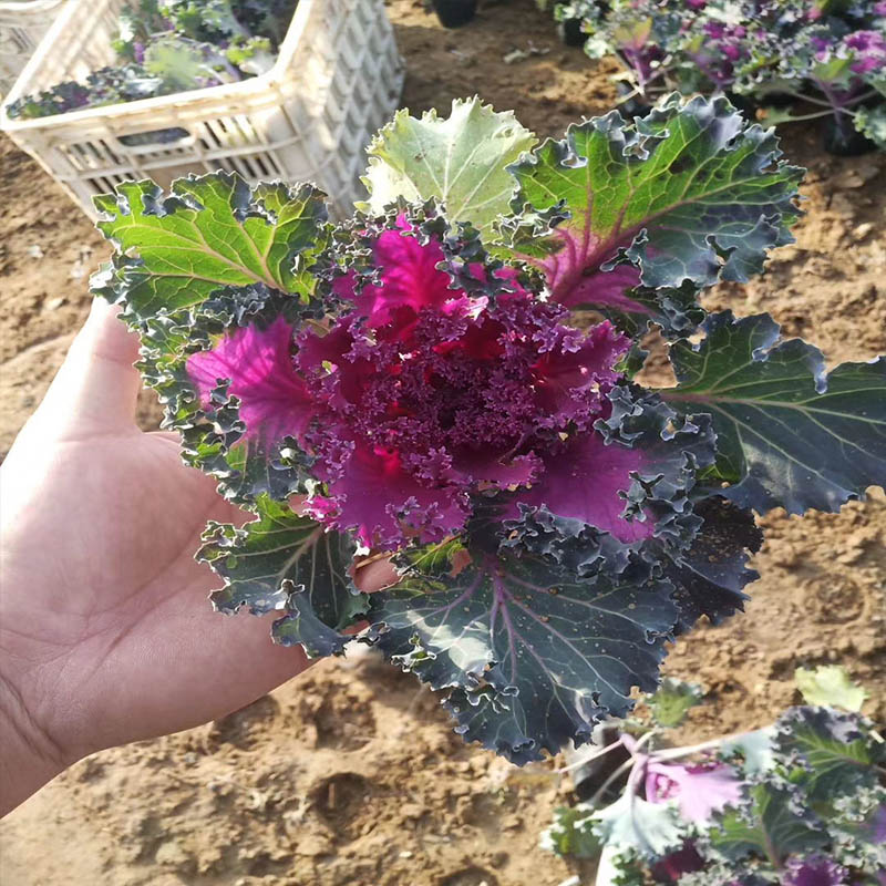 日照羽衣甘蓝杯苗羽衣甘蓝批发基地产地供应