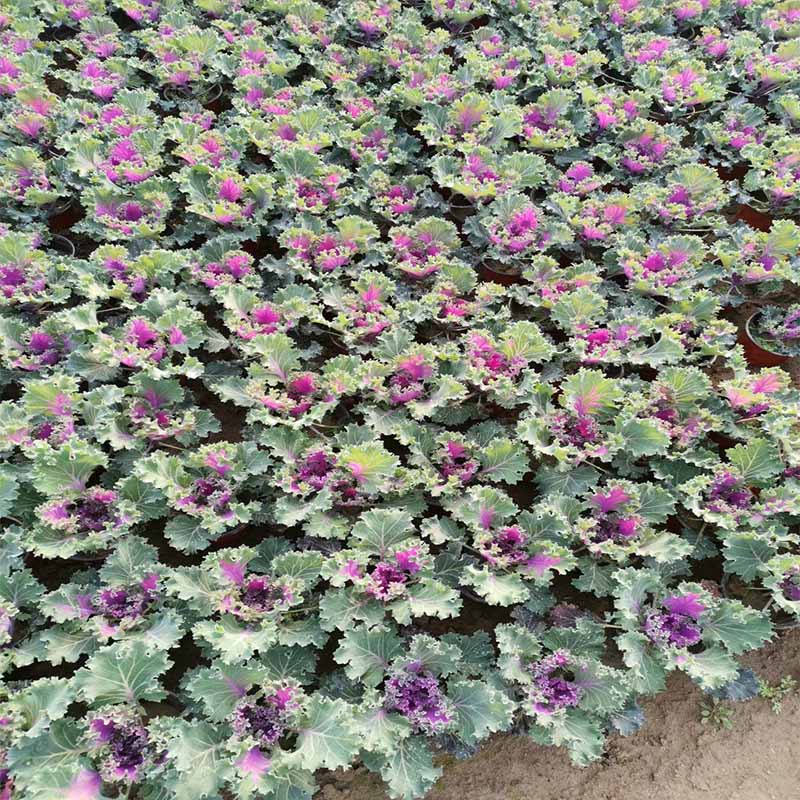 东营羽衣甘蓝小苗 羽衣甘蓝种植基地青州苗圃直发