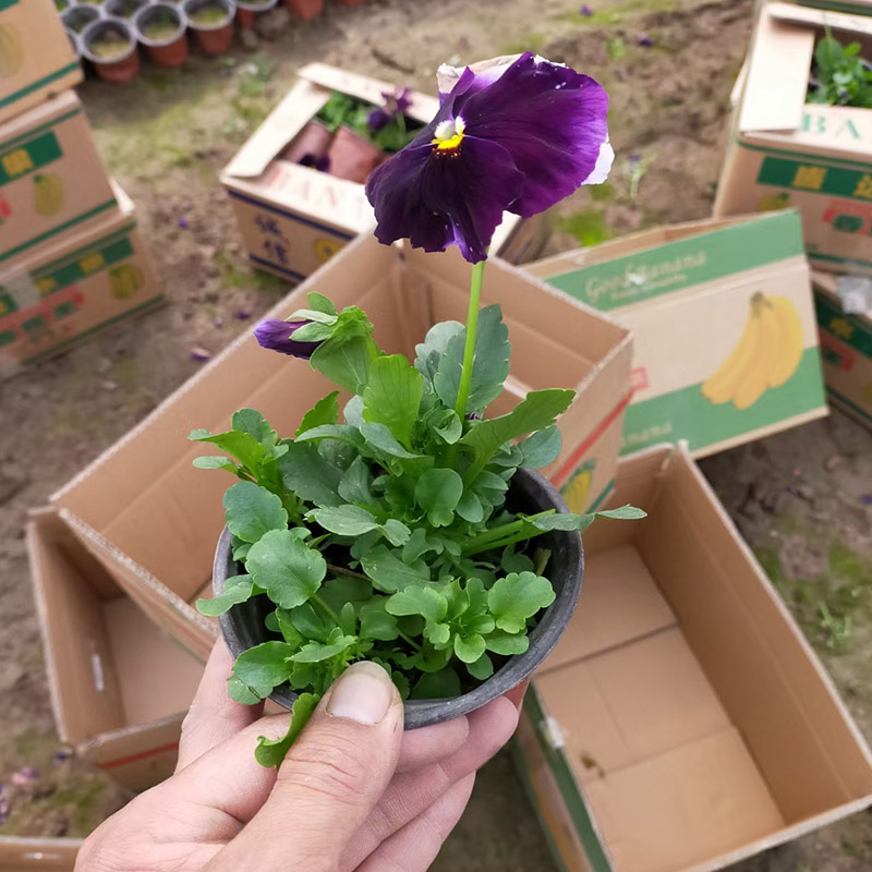 德州三色堇小苗三色堇批发基地花苗供应量大