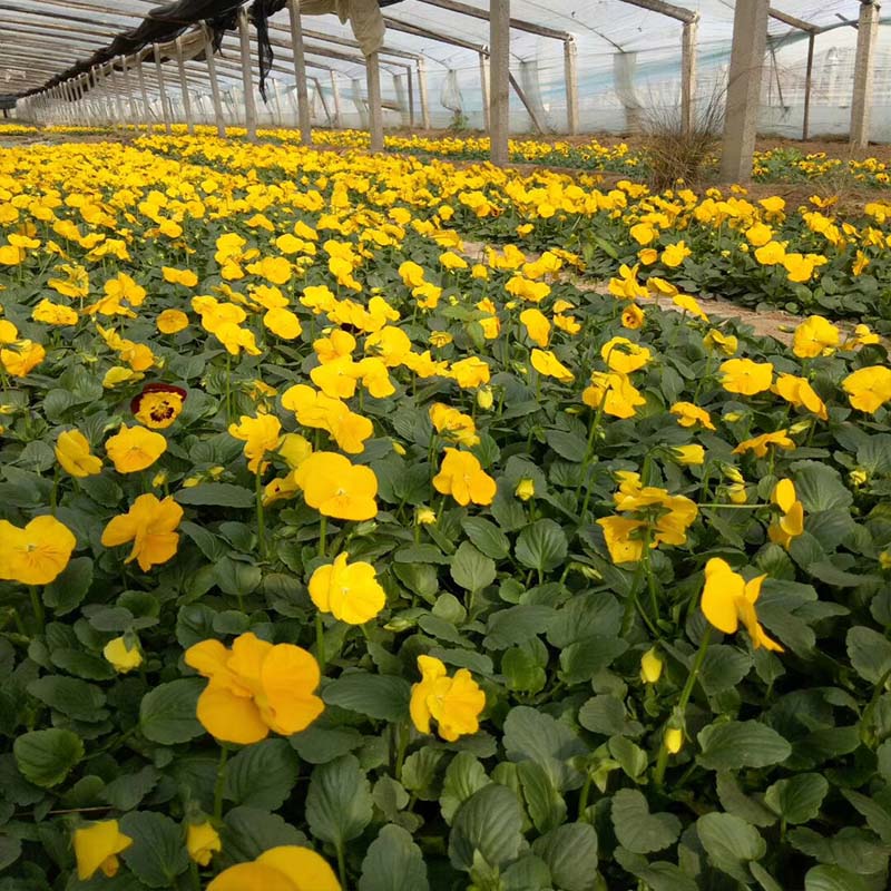 济南三色堇小苗三色堇种植基地多年生草本水生