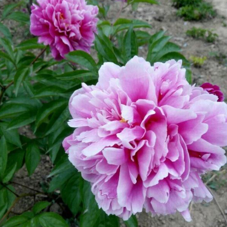 洋牡丹芍药 山东精品紫色芍药批发价格