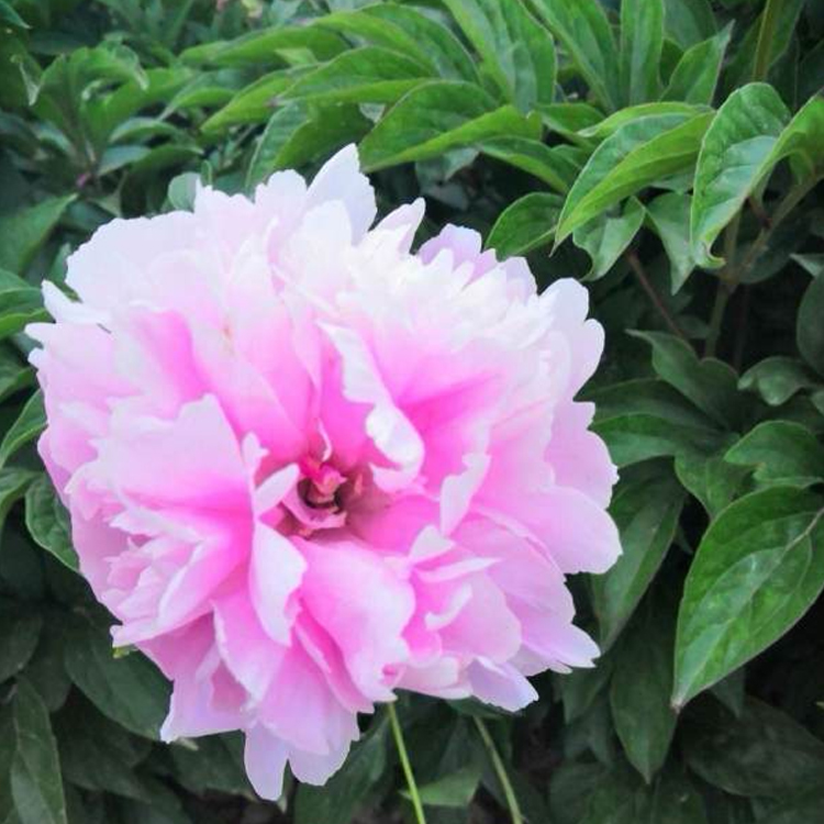 一年芍药苗价格洛阳精品一年芍药苗种植