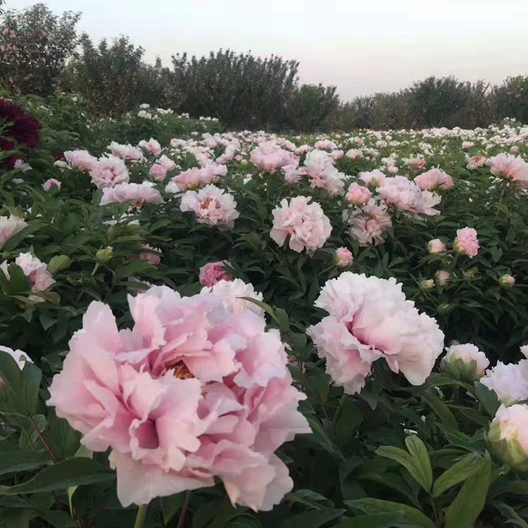 曹州牡丹洛阳精品采购牡丹技术
