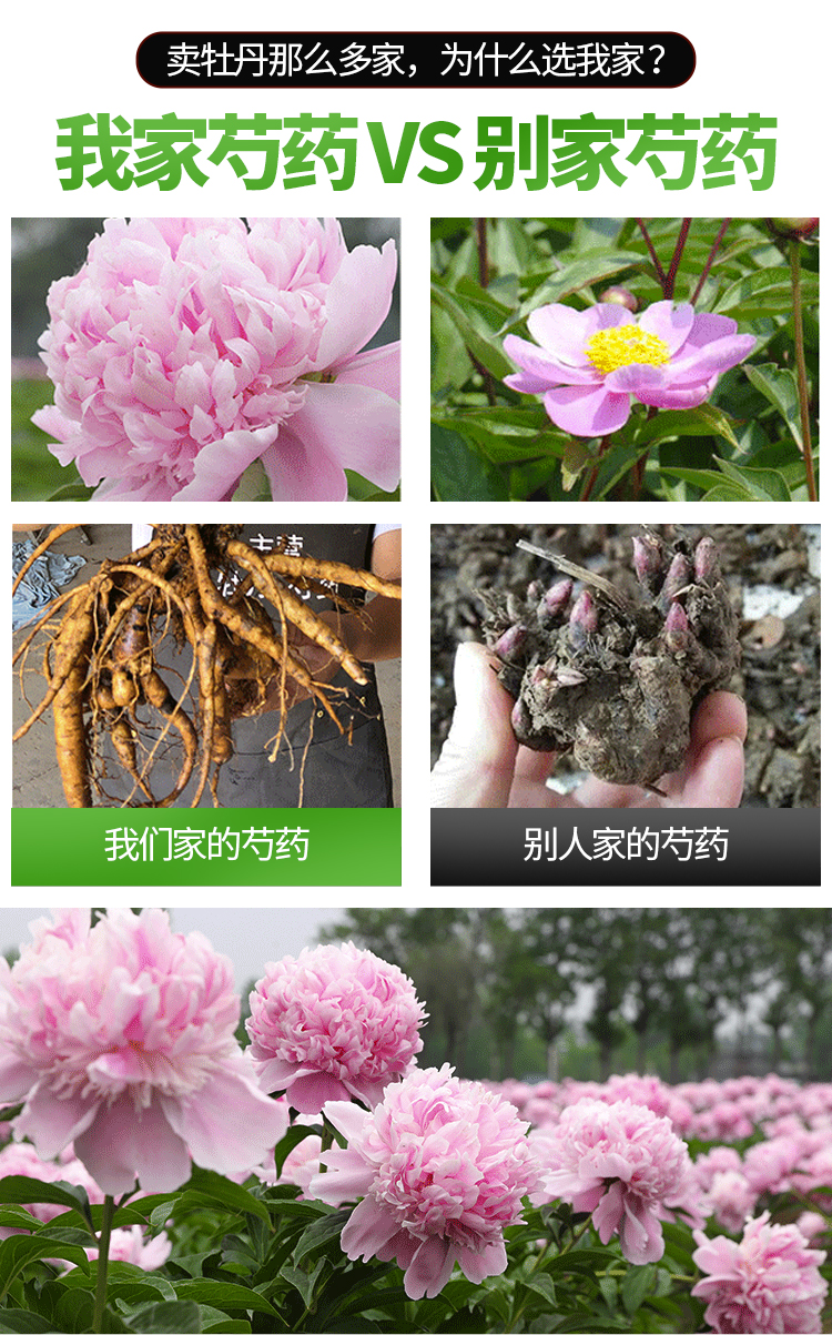 药用芍药河南精品小芍药花包成活