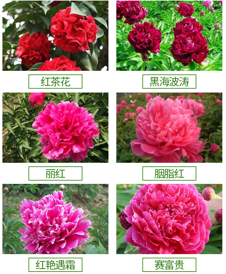 药用芍药河南精品小芍药花包成活