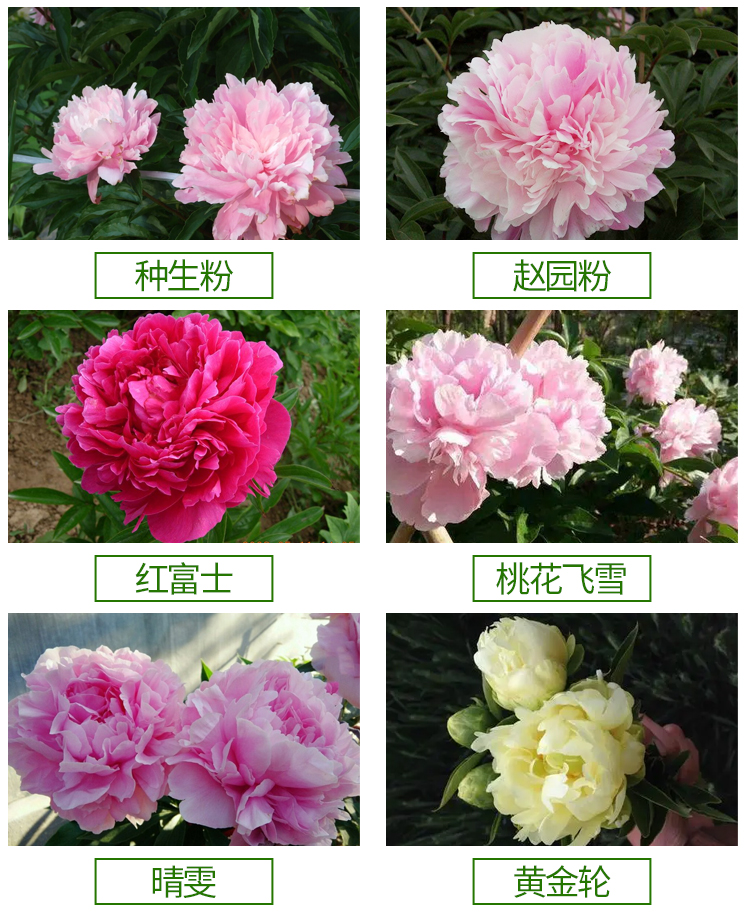 药用芍药河南精品小芍药花包成活