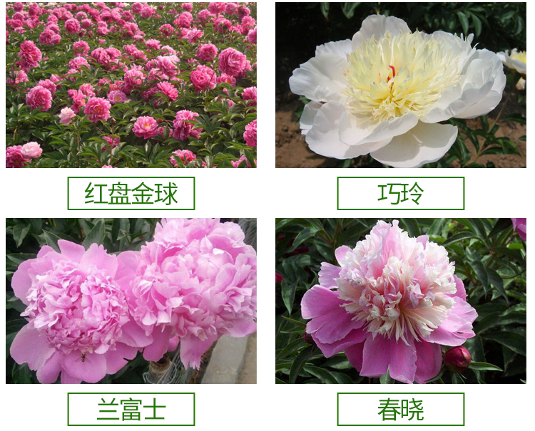 药用芍药河南精品小芍药花包成活