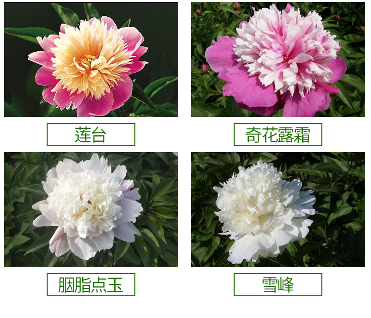 药用芍药河南精品小芍药花包成活