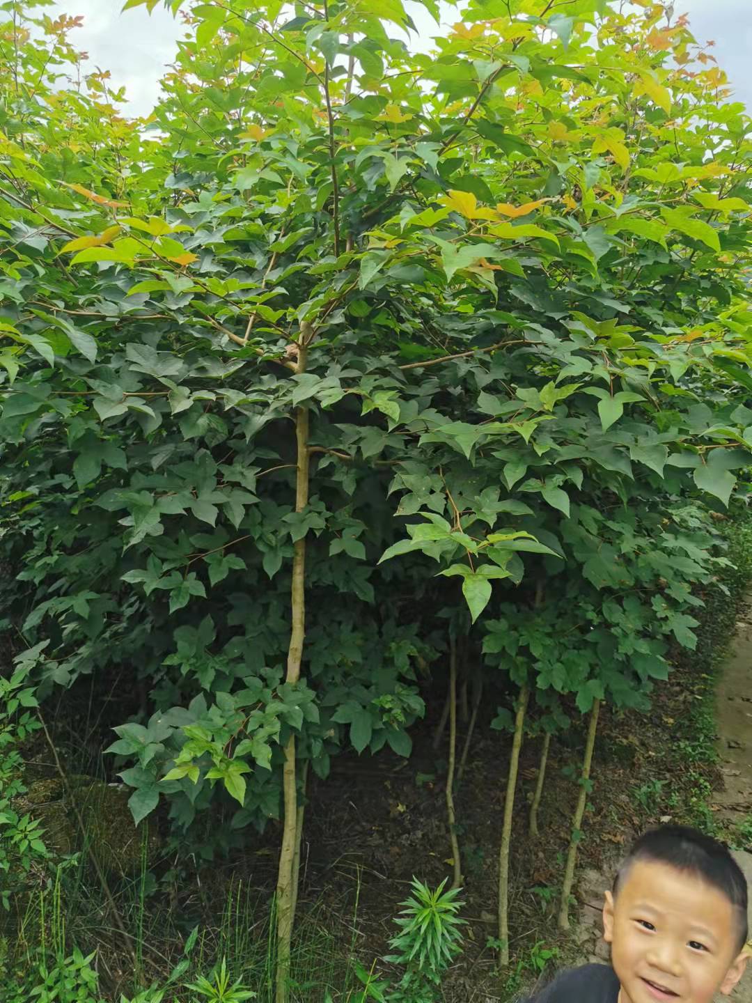 枫香苗湖北厂家直供枫香苗种类齐全