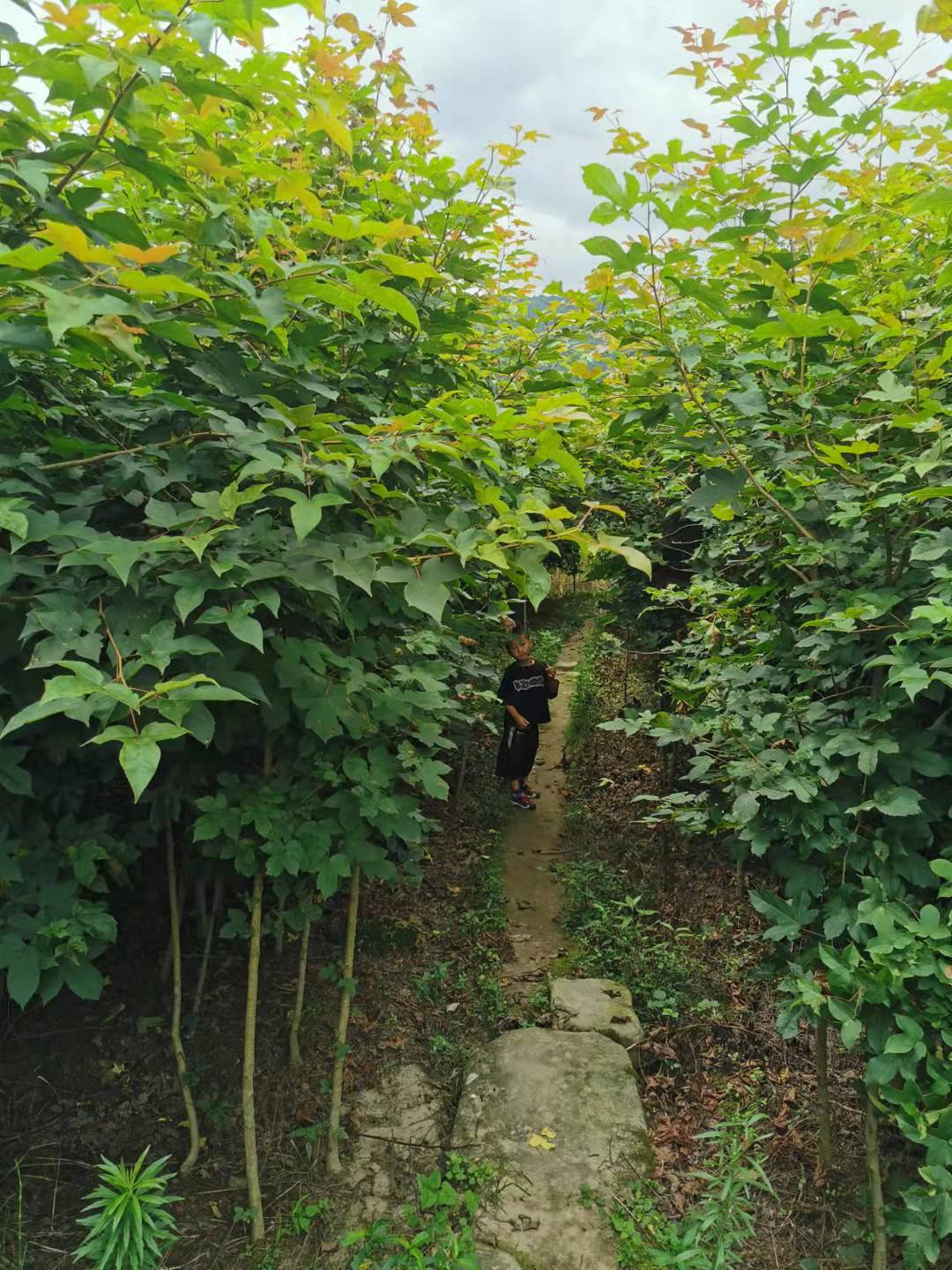 枫香苗 湖北销售三角枫价低品质高