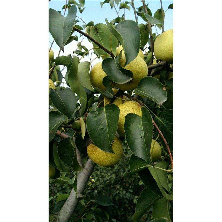绿宝石梨安徽砀山果园直供秋月梨代办