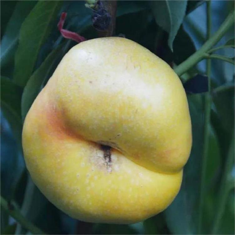 安徽瑞蟠3号桃树苗嫁接紫蟠桃树苗批发基地