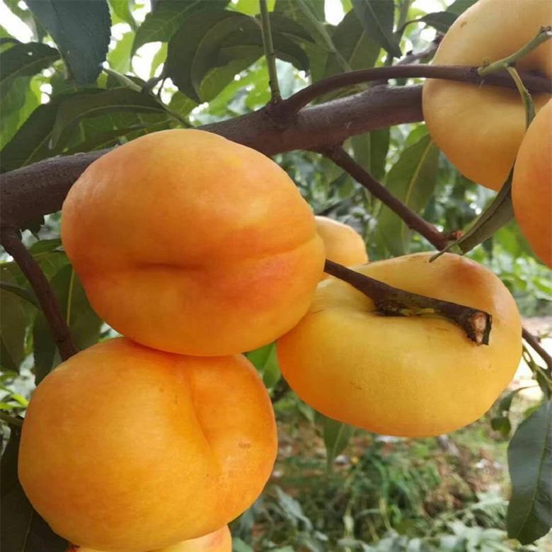 安徽油蟠桃桃树苗二年苗黄蟠桃桃树苗供应价格